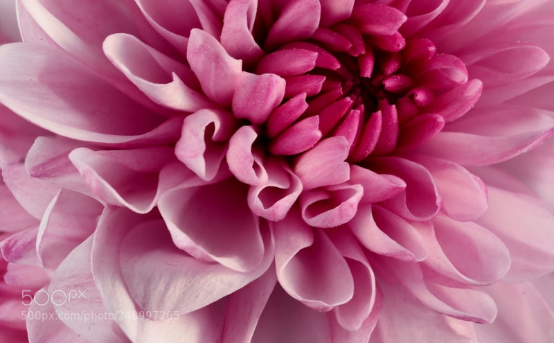 Nikon D7000 sample photo. Pink photography