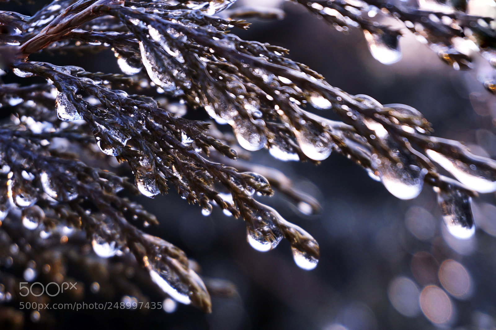 Sony a5100 sample photo. Untitled photography