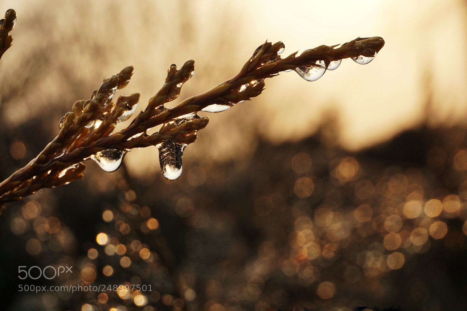 Sony a5100 sample photo. Untitled photography