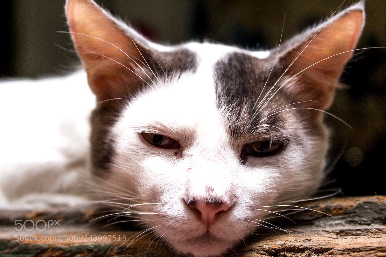 Canon EOS 1300D (EOS Rebel T6 / EOS Kiss X80) sample photo. Cat look! photography