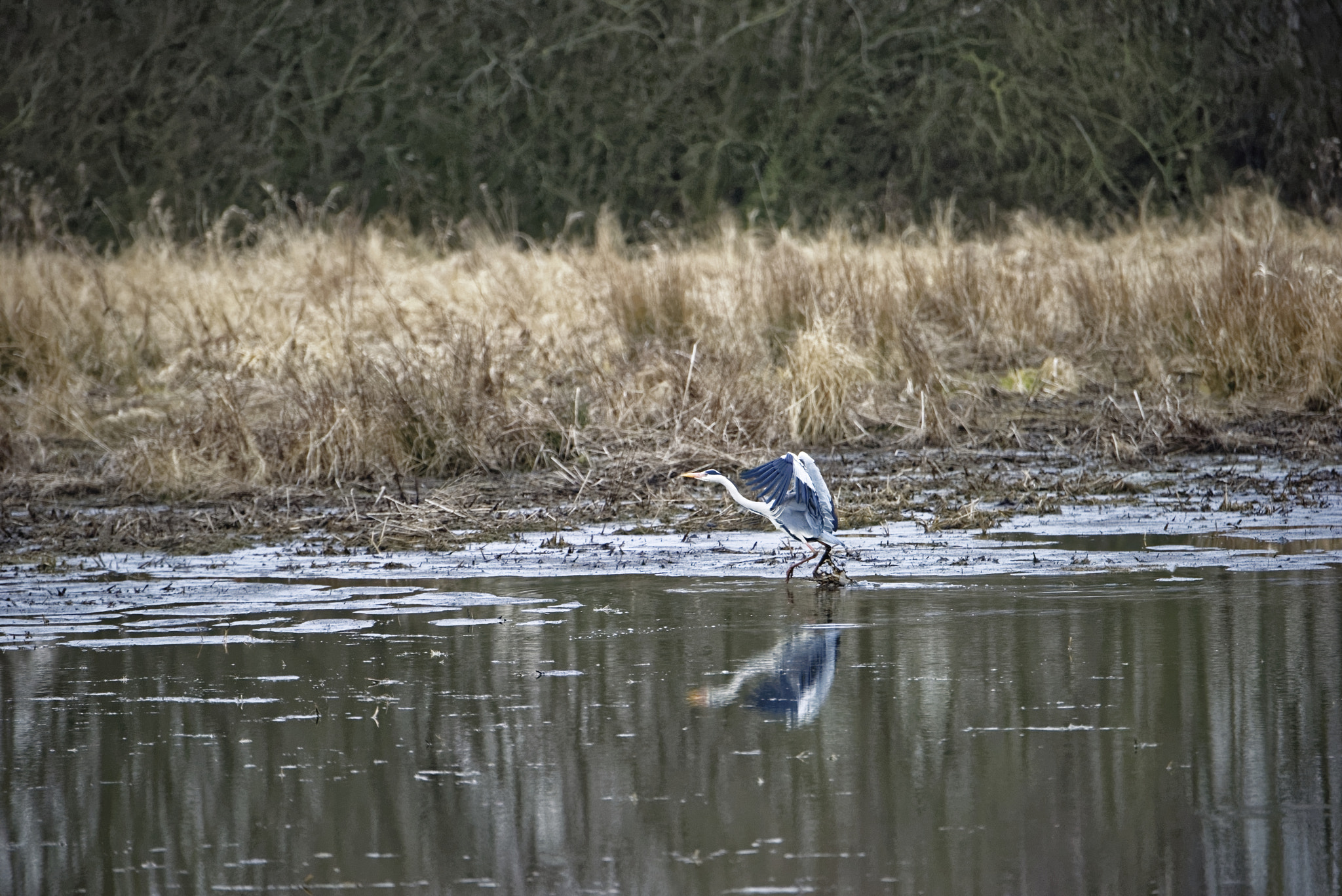Nikon D810 sample photo. Graureiher ardea cinerea photography