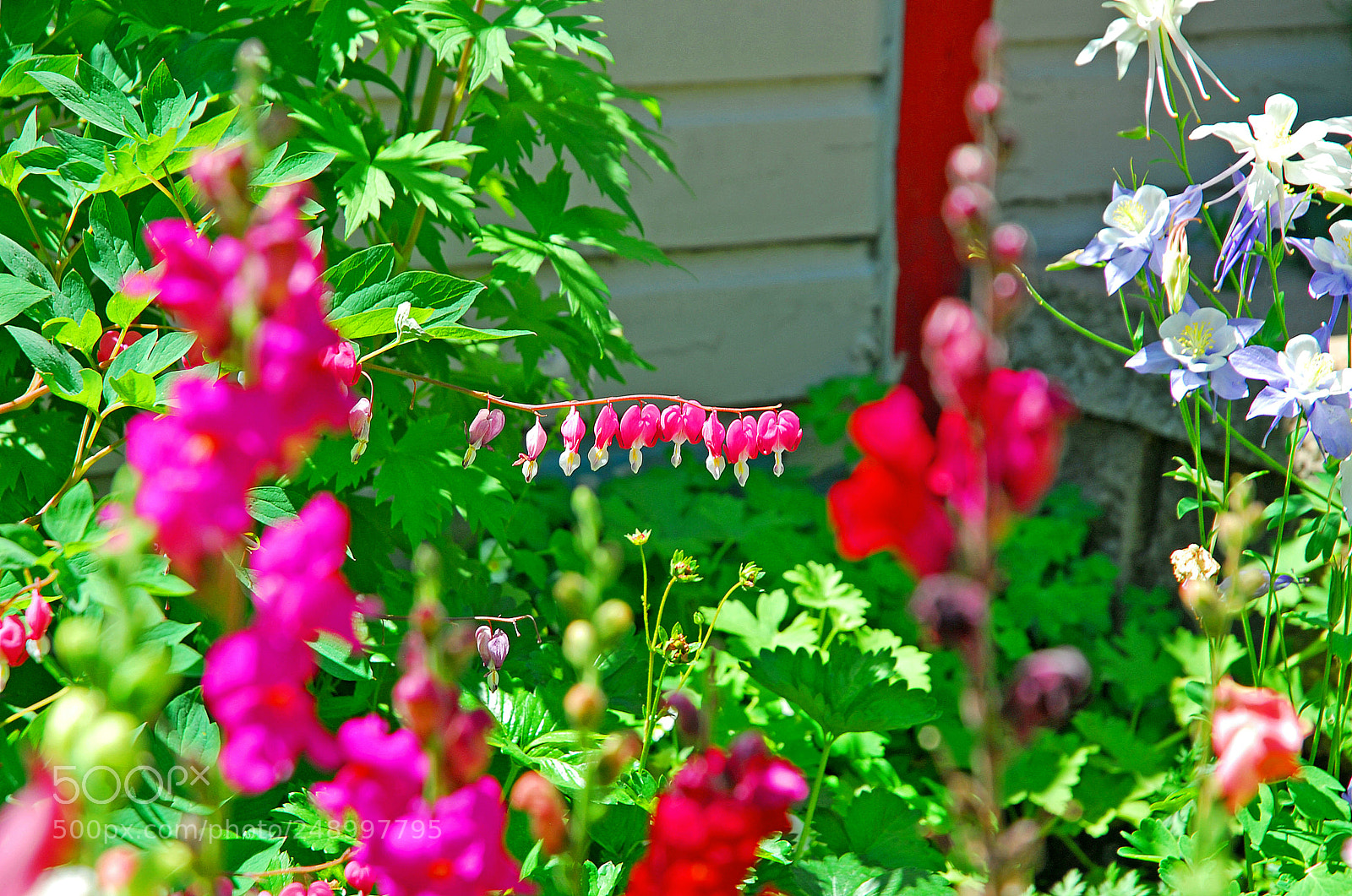 Nikon D200 sample photo. Bleeding secret hearts photography