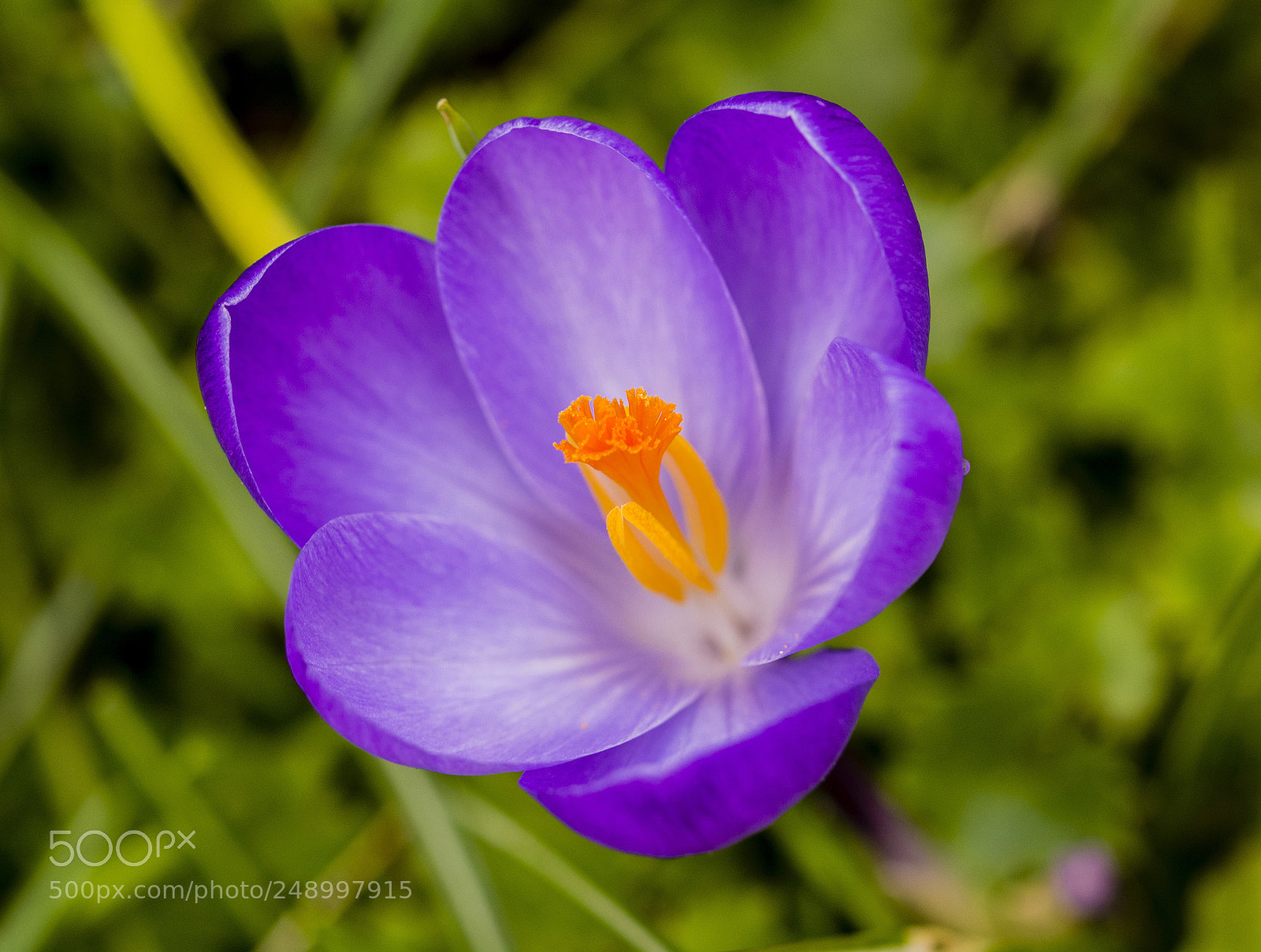 Nikon D5200 sample photo. Crocuses. photography