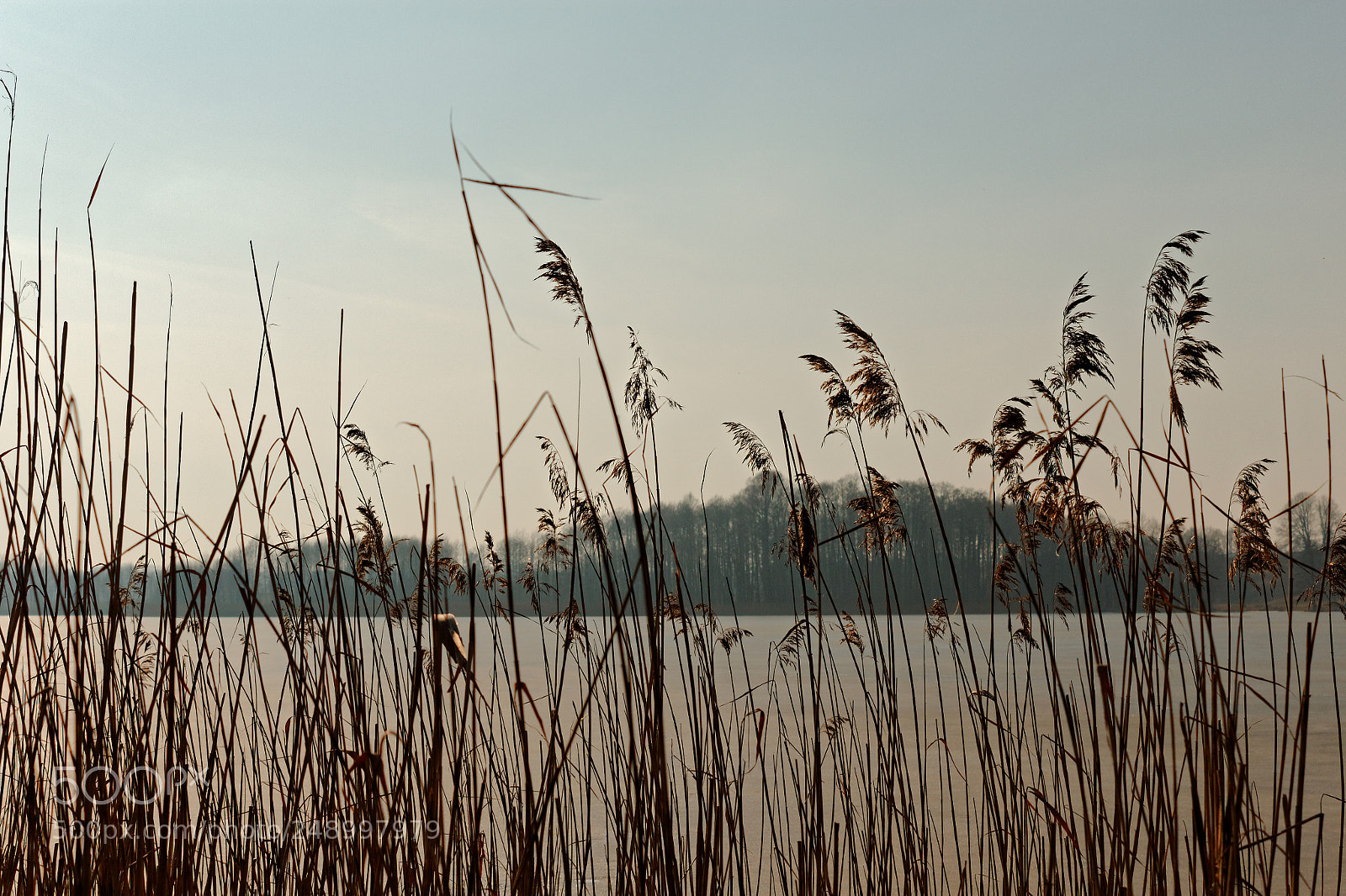 Canon EOS 1200D (EOS Rebel T5 / EOS Kiss X70 / EOS Hi) sample photo. Tall grass photography