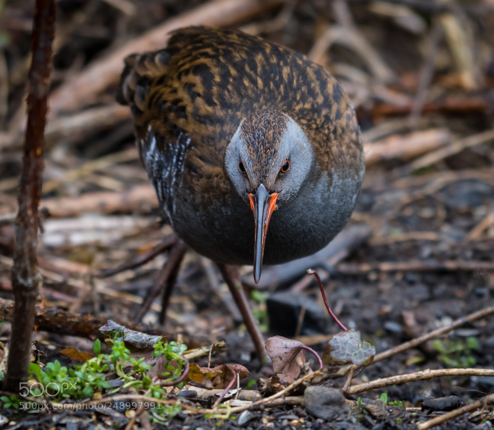 Nikon D7200 sample photo. Water rail () photography