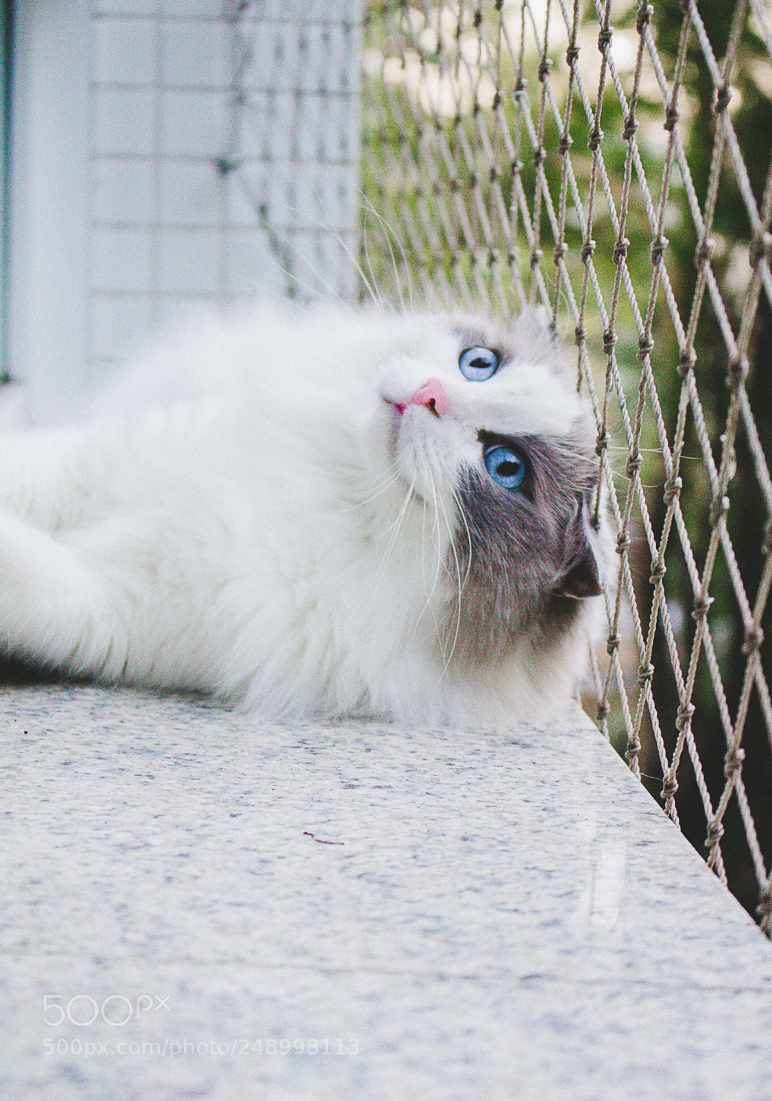 Canon EOS 700D (EOS Rebel T5i / EOS Kiss X7i) sample photo. Ragdoll cat photography