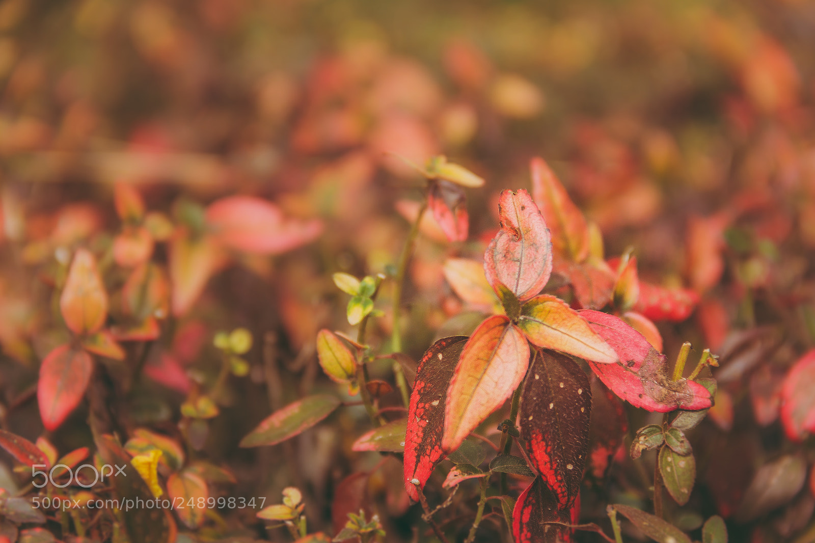 Canon EOS 60D sample photo. La pintada photography