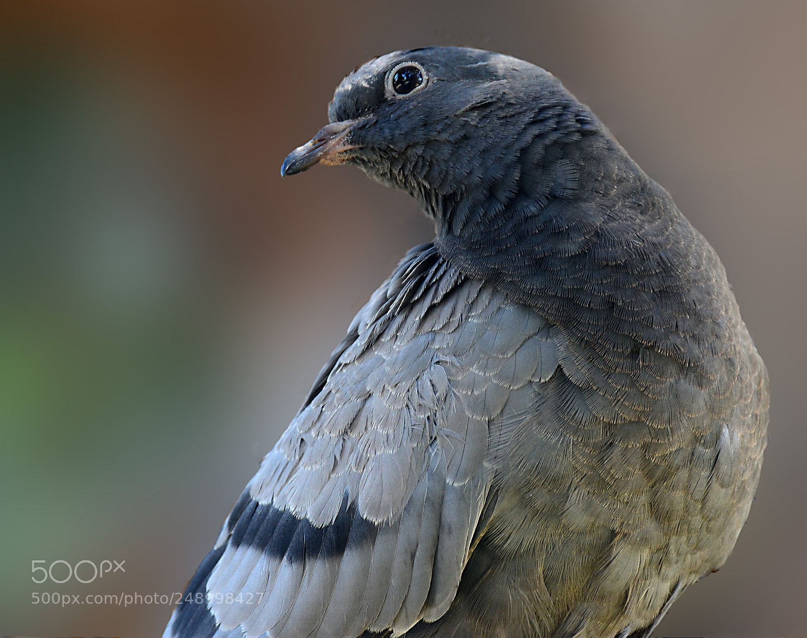 Nikon D5200 sample photo. Pigeon in pose photography