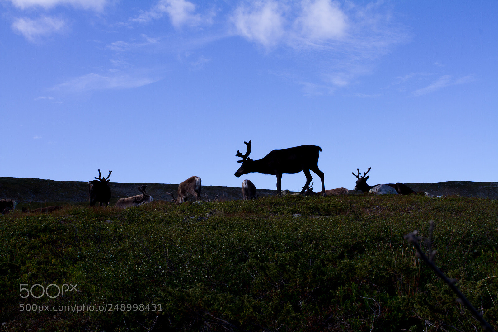 Canon EOS 7D sample photo. Reindeer photography
