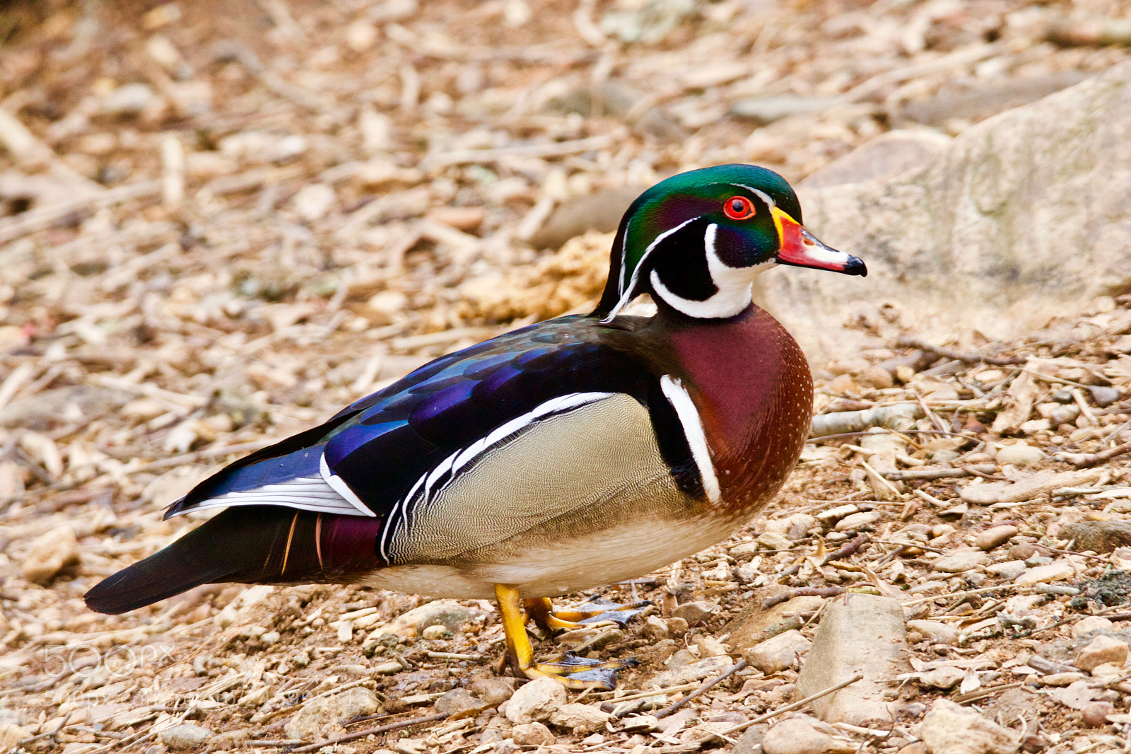 Canon EOS 80D sample photo. Duck out of water photography