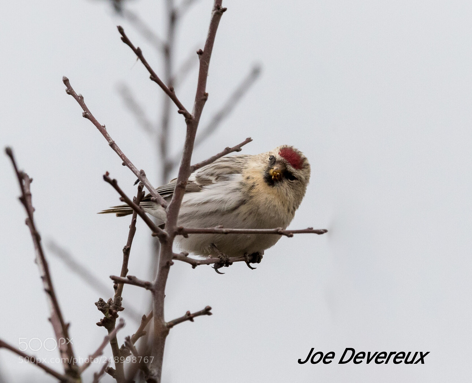 Canon EOS 7D Mark II sample photo. Arctic redpoll photography