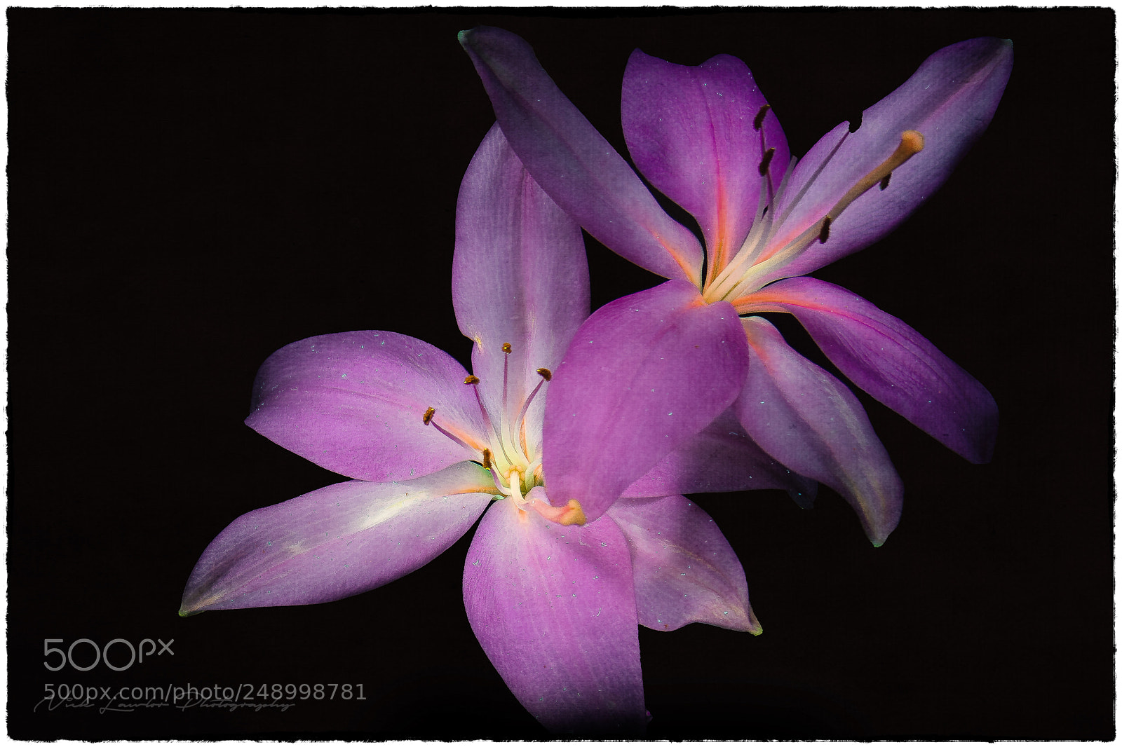 Canon EOS 80D sample photo. Fluorescence of a lily* photography