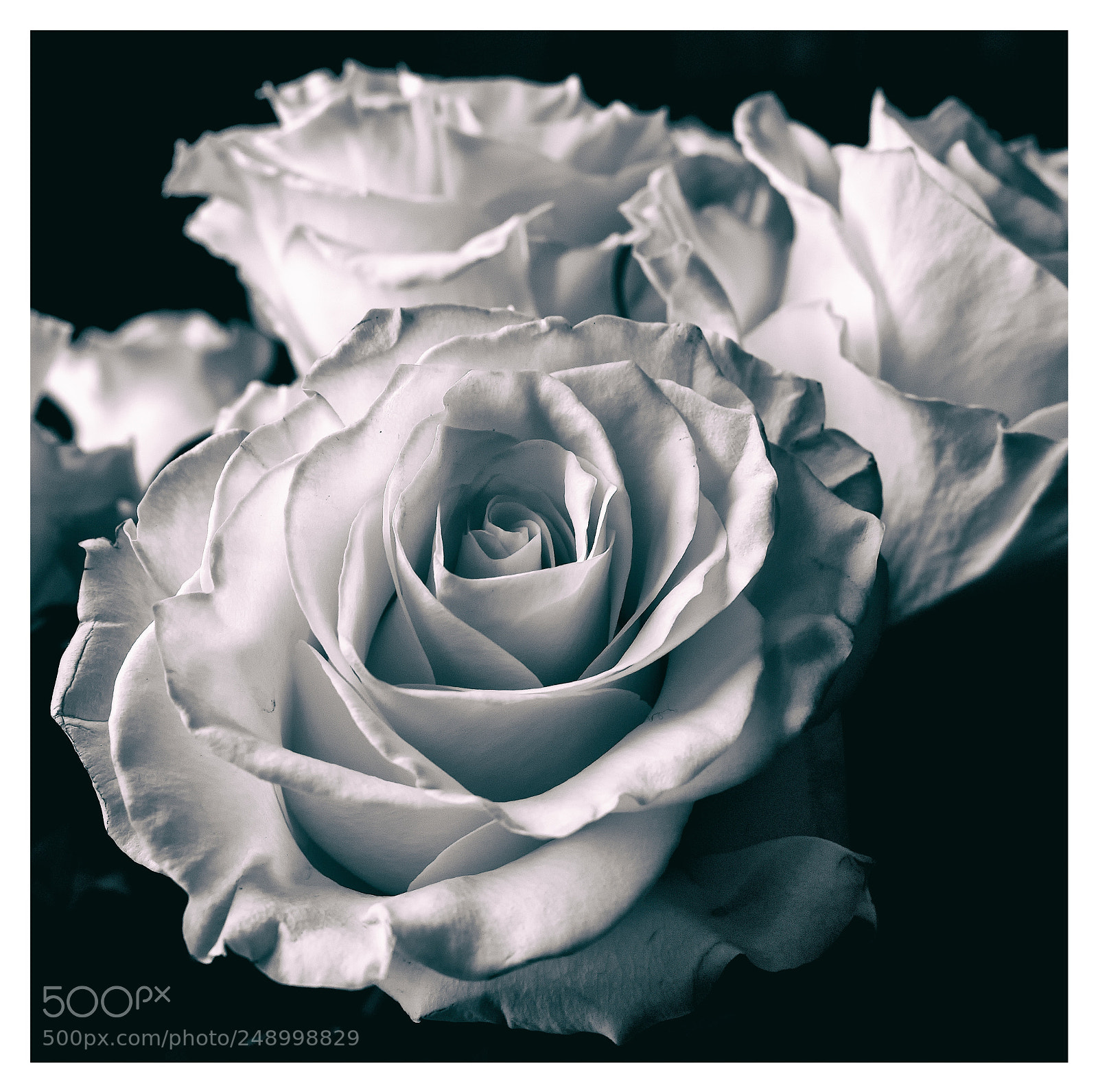 Fujifilm X-Pro2 sample photo. Antique roses photography