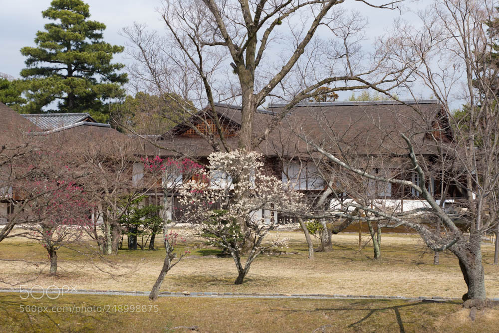 Leica M (Typ 240) sample photo. Katsura imperal villa photography