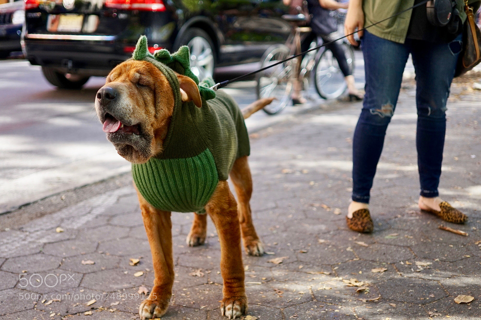Sony a7 sample photo. Pup photography