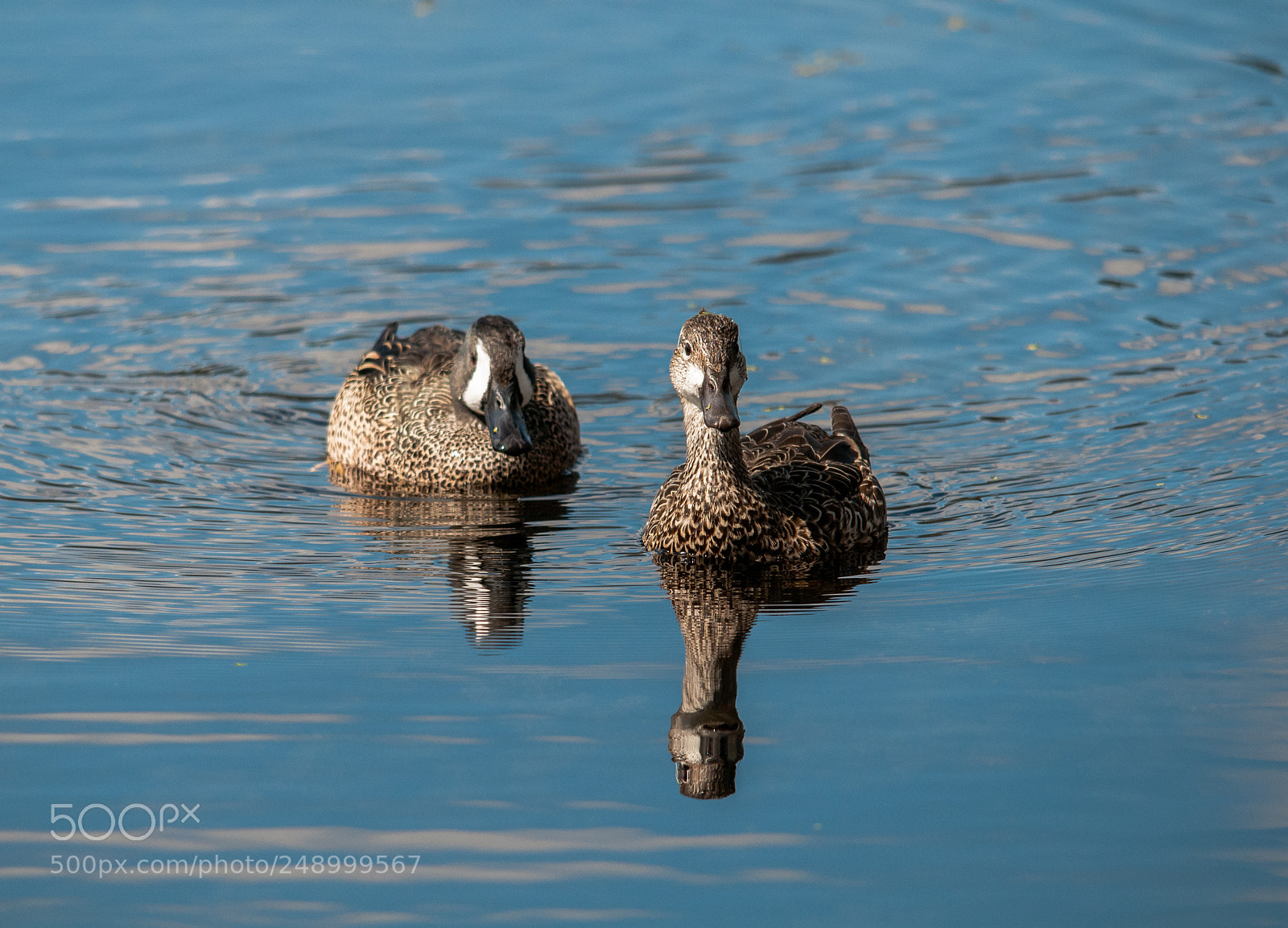 Nikon D300 sample photo. Getting along swimingly photography
