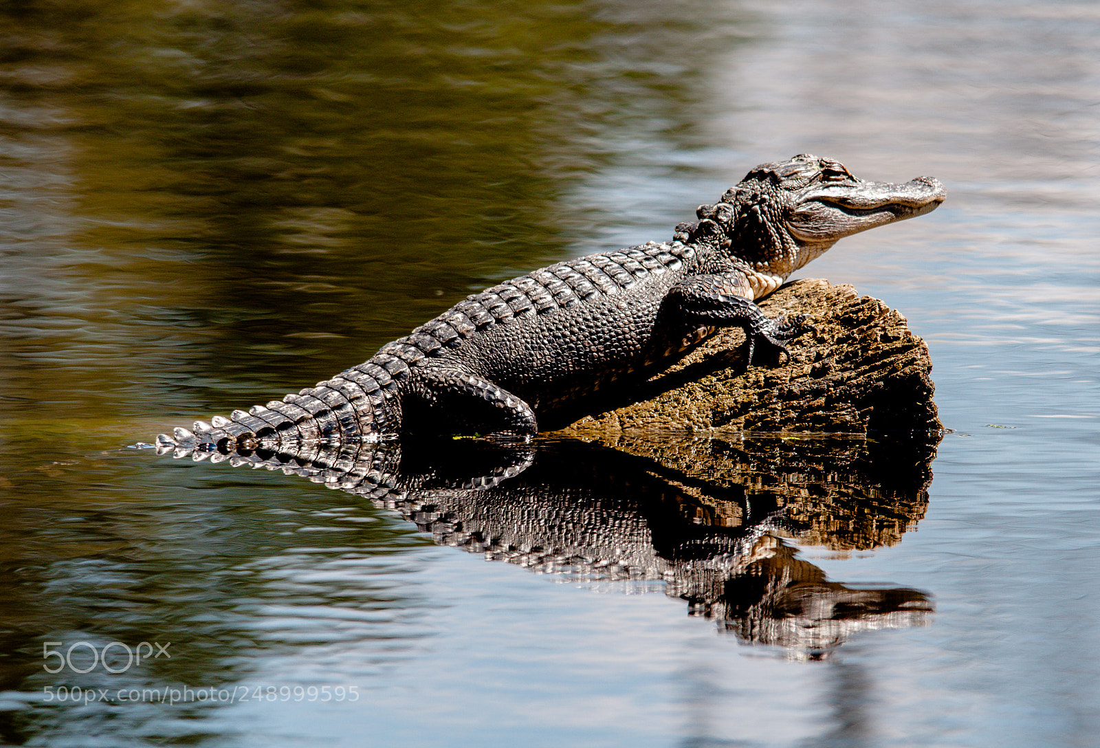 Nikon D300 sample photo. Reflection of young gator photography