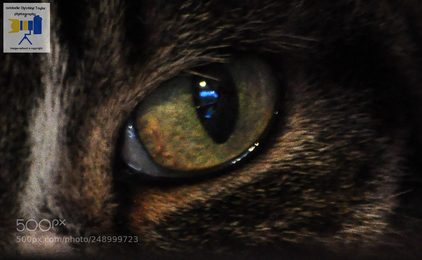 Nikon D5000 sample photo. Pinkie cat eye photography