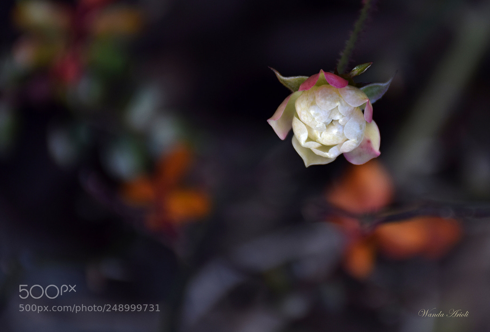 Nikon D5300 sample photo. Untitled photography