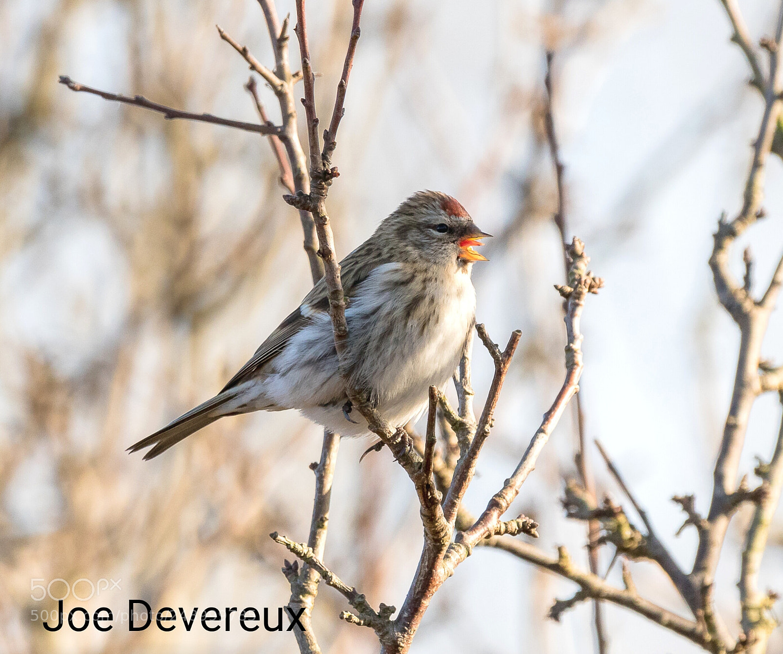 Canon EOS 7D Mark II sample photo. Redpoll photography