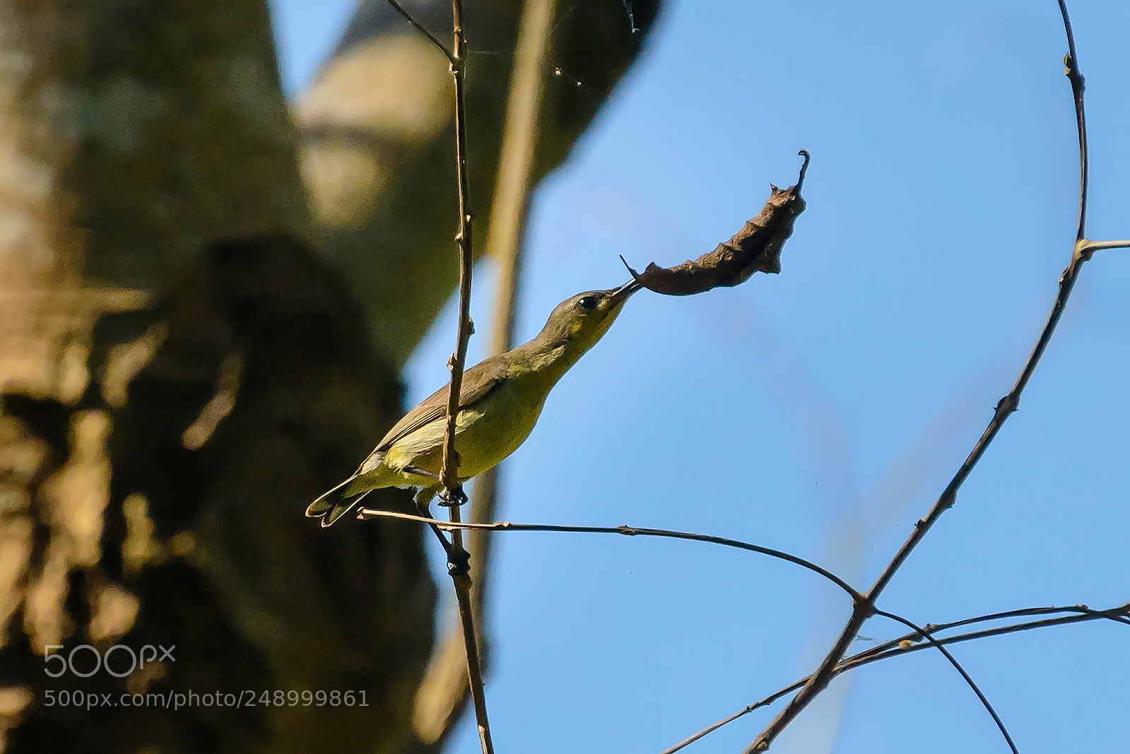 Nikon D7100 sample photo. Morning yellow-bellied sunbird photography