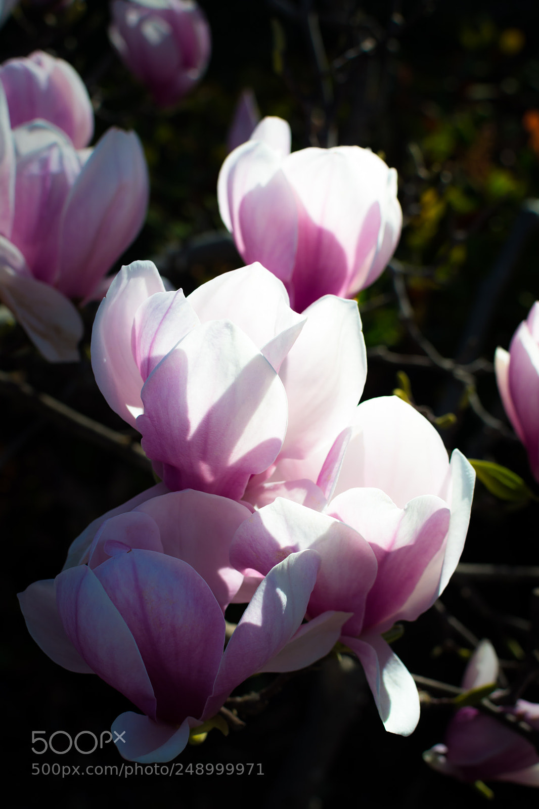 Nikon D7100 sample photo. The ghostly bloom photography