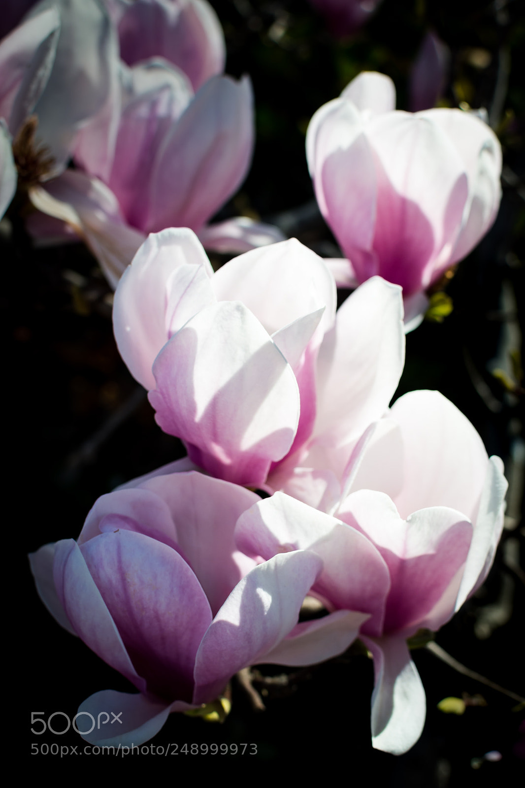 Nikon D7100 sample photo. The petals of dreams photography