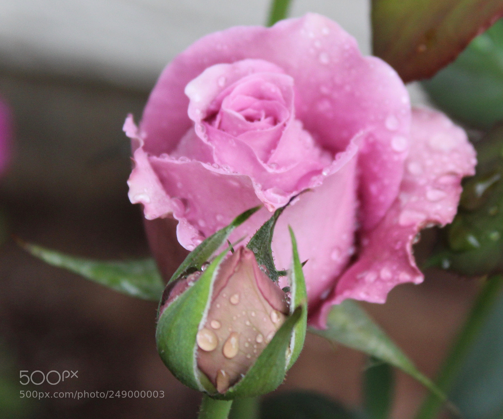 Canon EOS 1300D (EOS Rebel T6 / EOS Kiss X80) sample photo. Opening rose photography