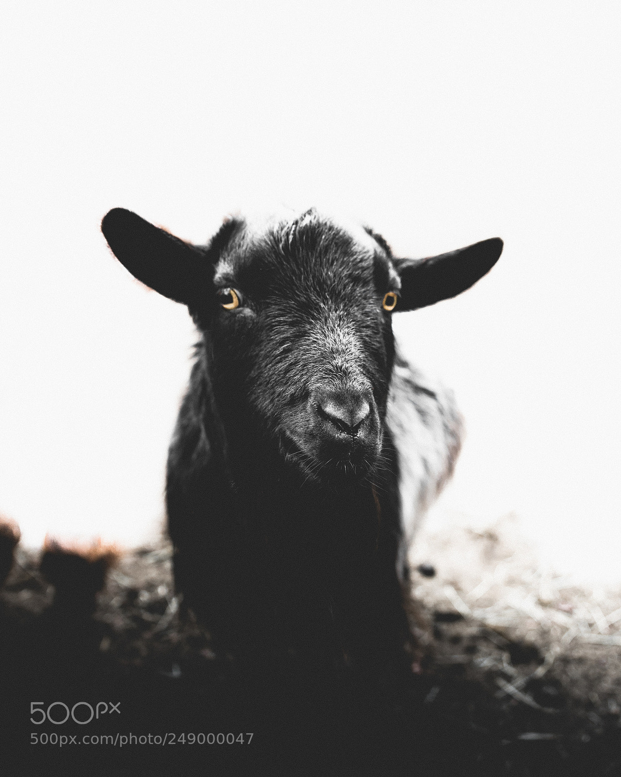 Sony a7R II sample photo. Untitled photography