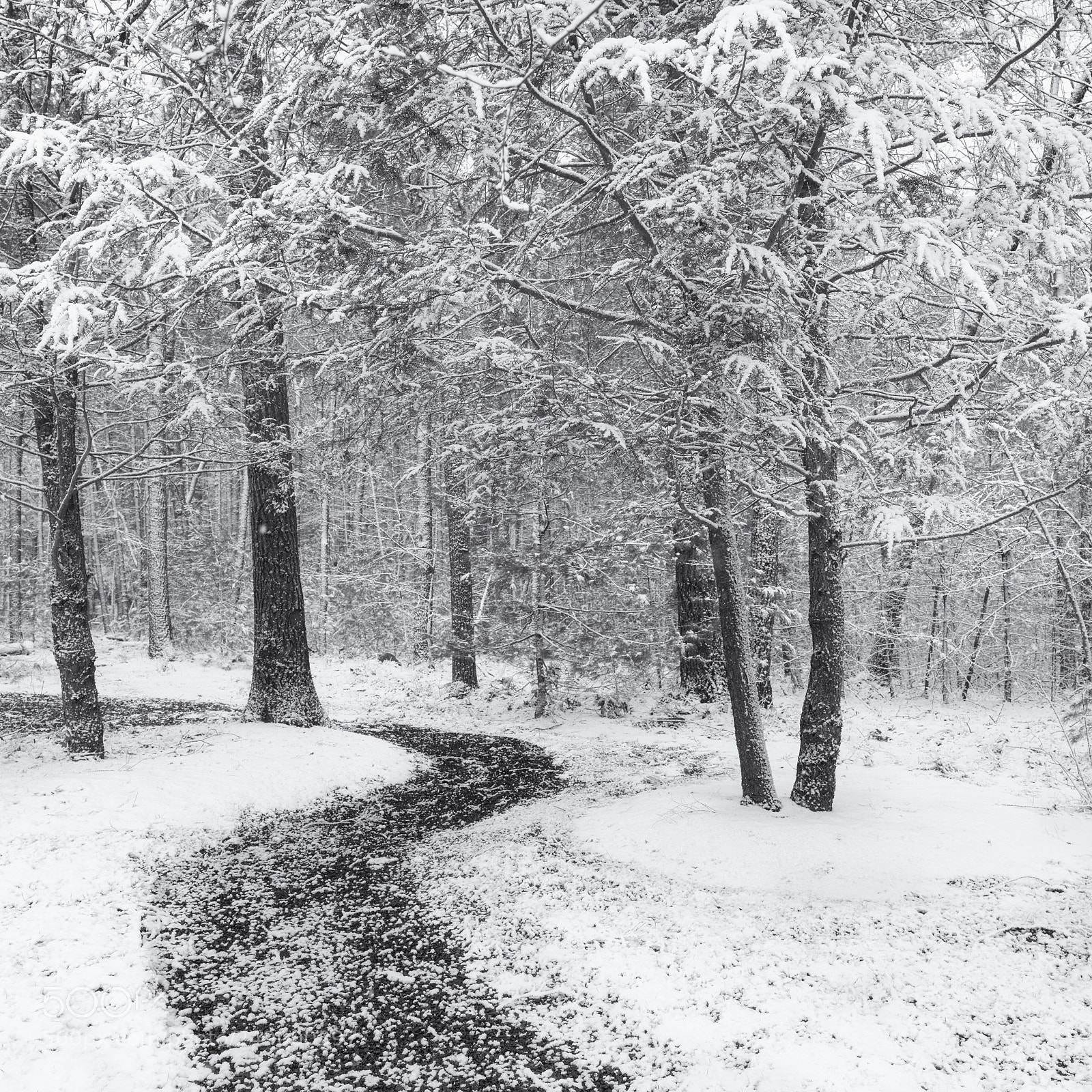 Hasselblad X1D-50c sample photo. Winterscape photography