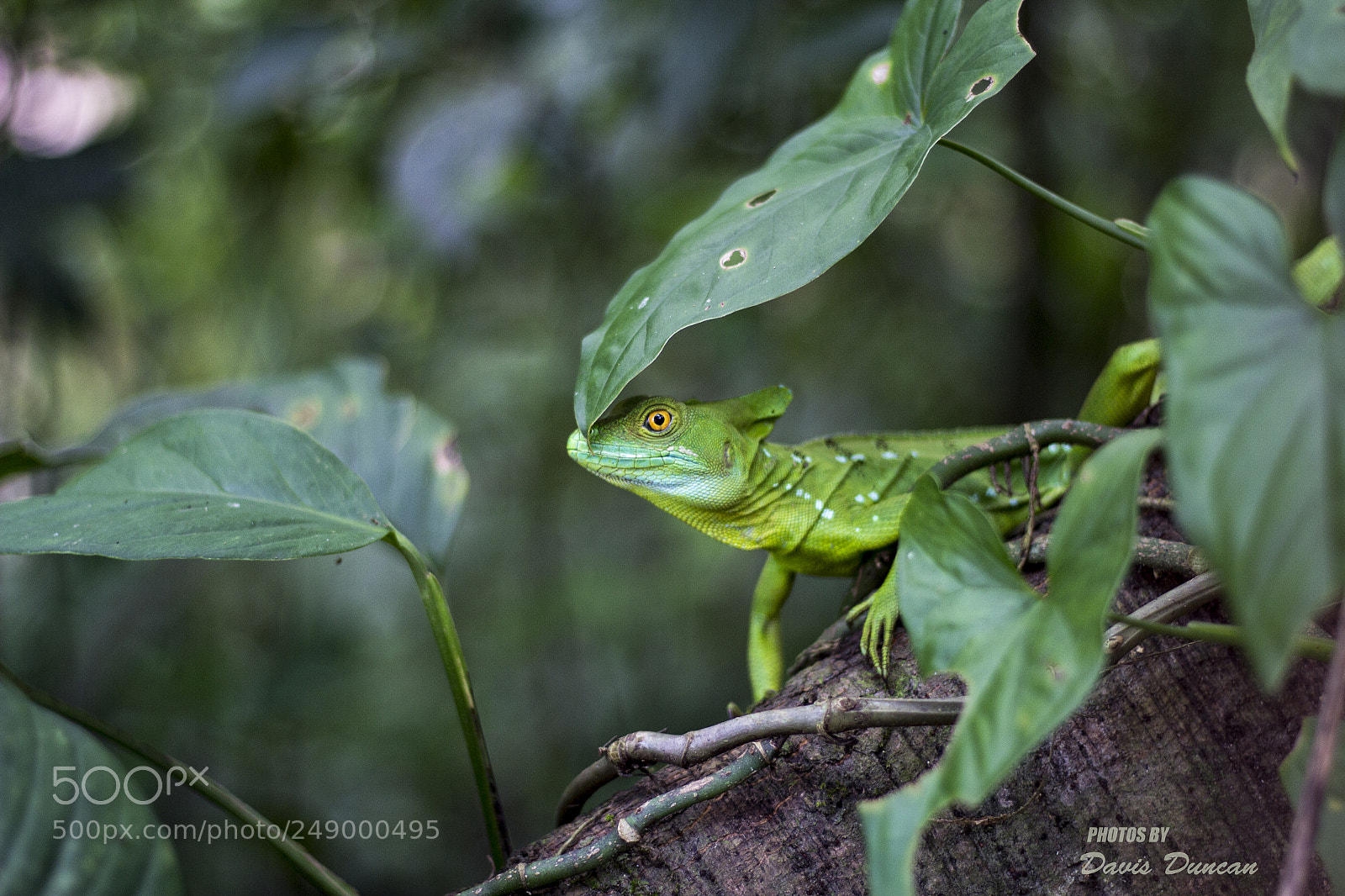 Canon EOS 60D sample photo. Iguana, taken at san photography