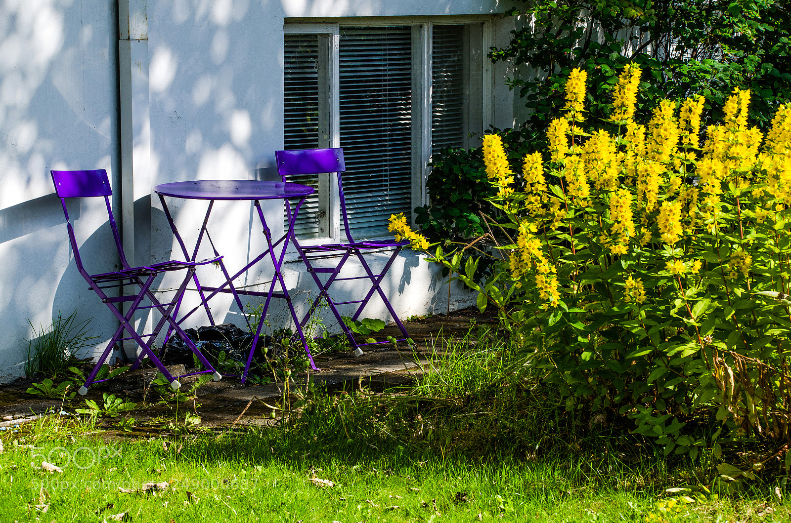 Nikon D7000 sample photo. Purple & yellow photography
