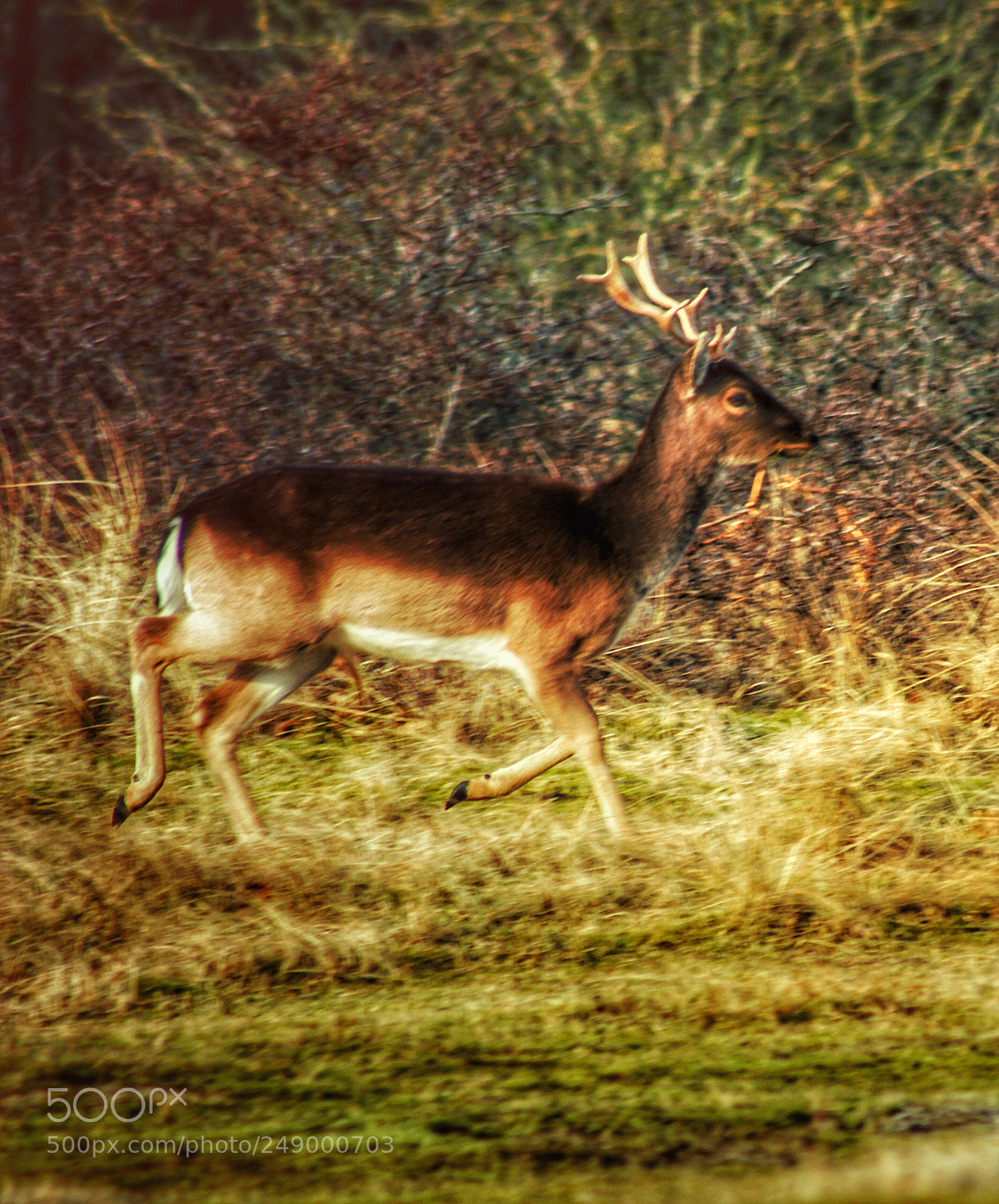 Canon EOS 600D (Rebel EOS T3i / EOS Kiss X5) sample photo. Deer in action  photography