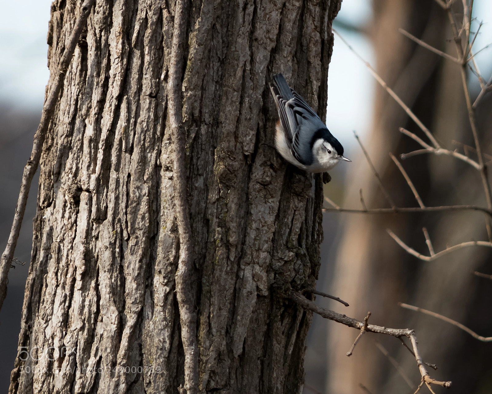 Nikon D5500 sample photo. Birdwatching 2 photography