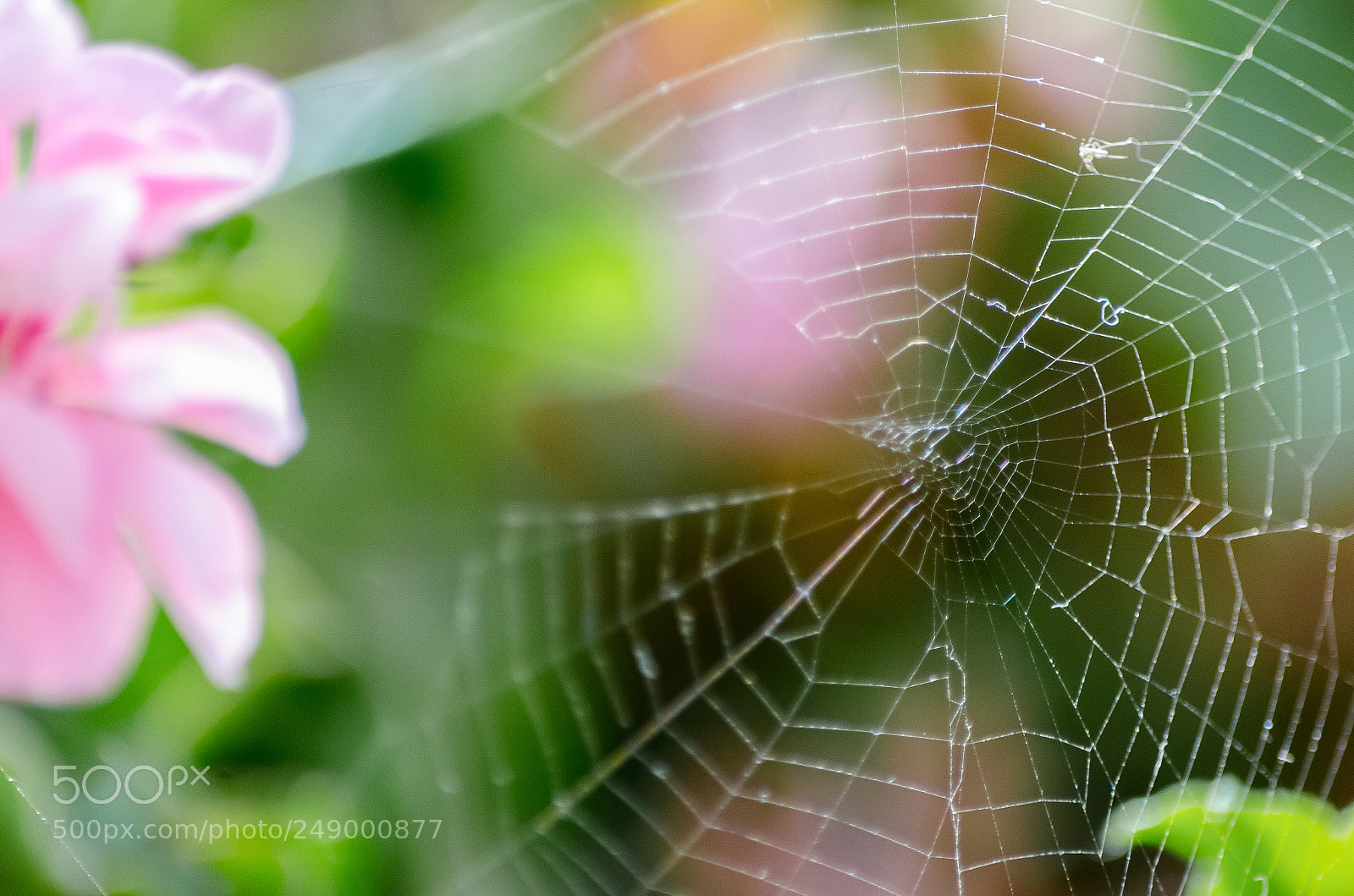 Nikon D5100 sample photo. Spiderweb photography