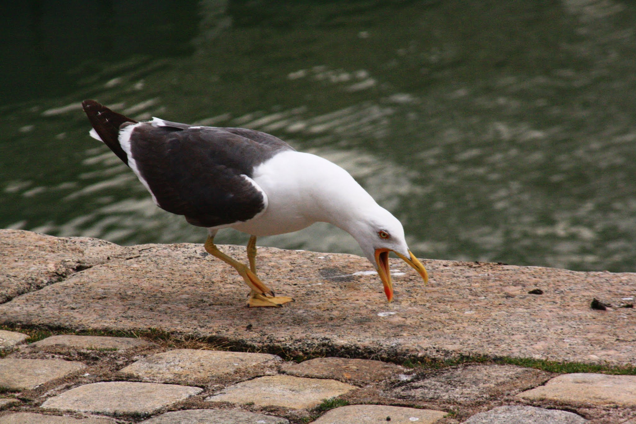 Canon EOS 1000D (EOS Digital Rebel XS / EOS Kiss F) sample photo. Mouette au port de la rochelle photography