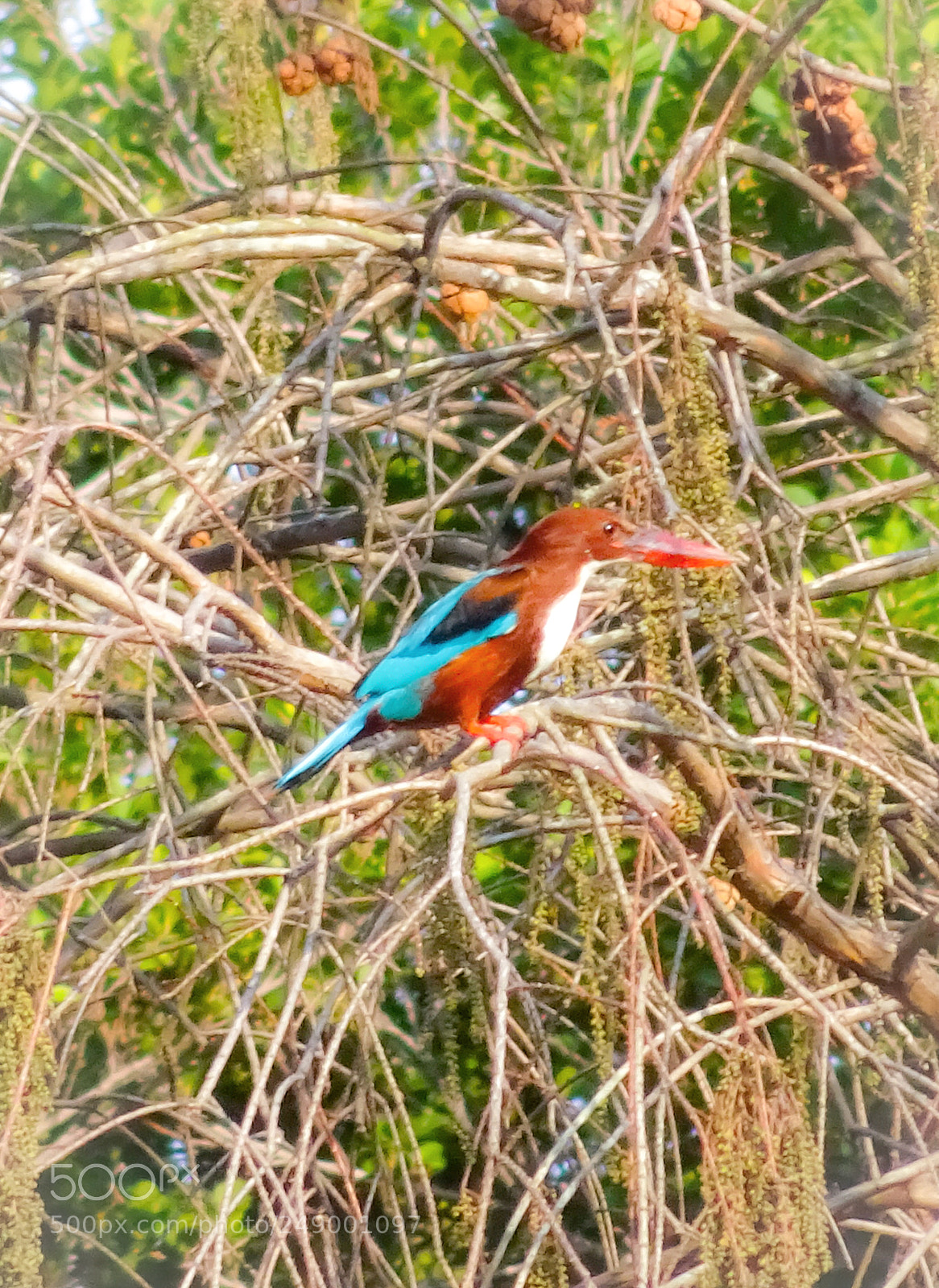Sony Cyber-shot DSC-HX90V sample photo. A kingfisher photography