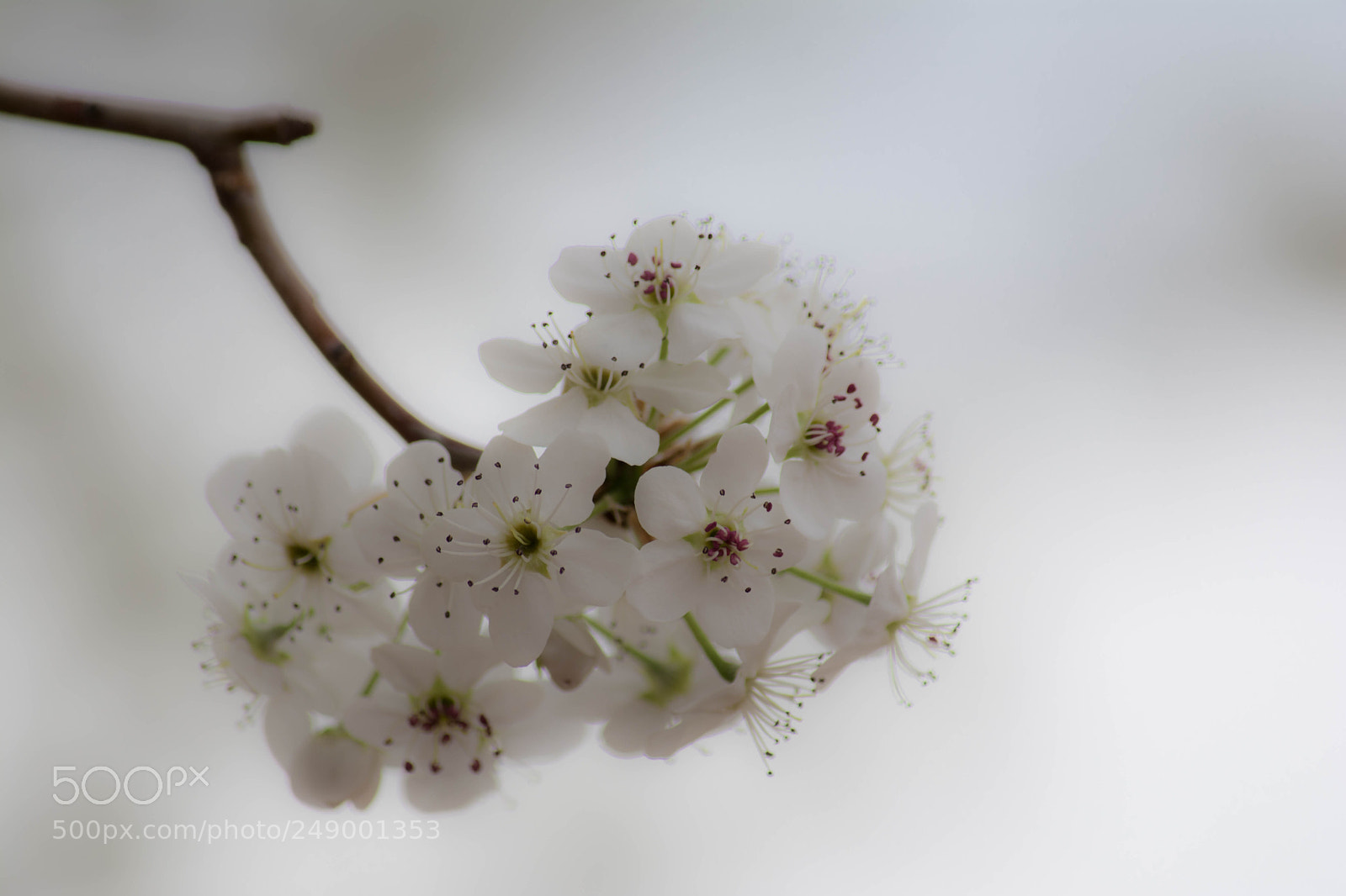 Nikon D7100 sample photo. Fragile photography