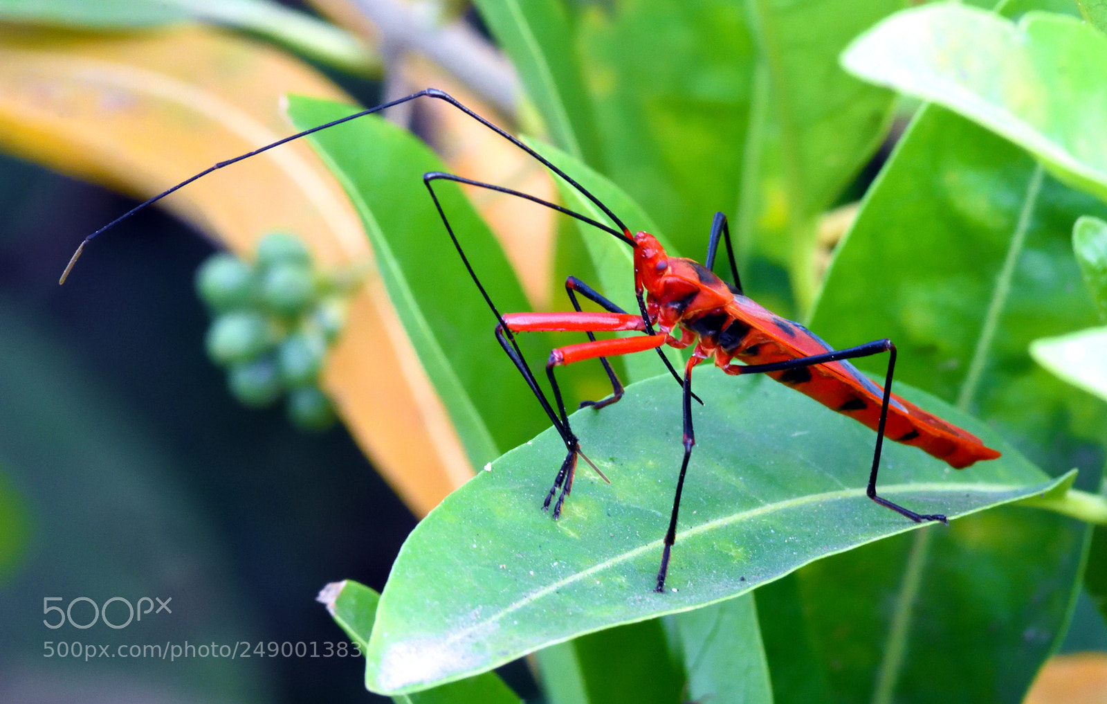 Nikon D7200 sample photo. Macrocheraia grandis photography