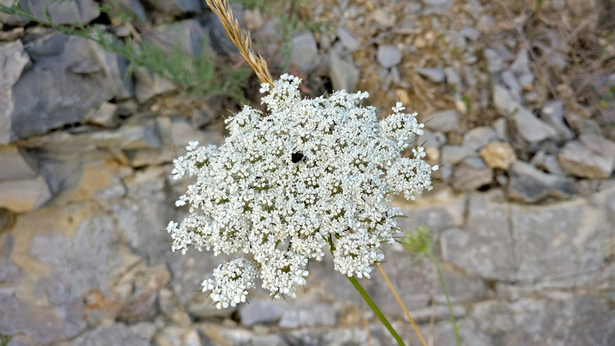 OnePlus A3000 sample photo. Hillside photography