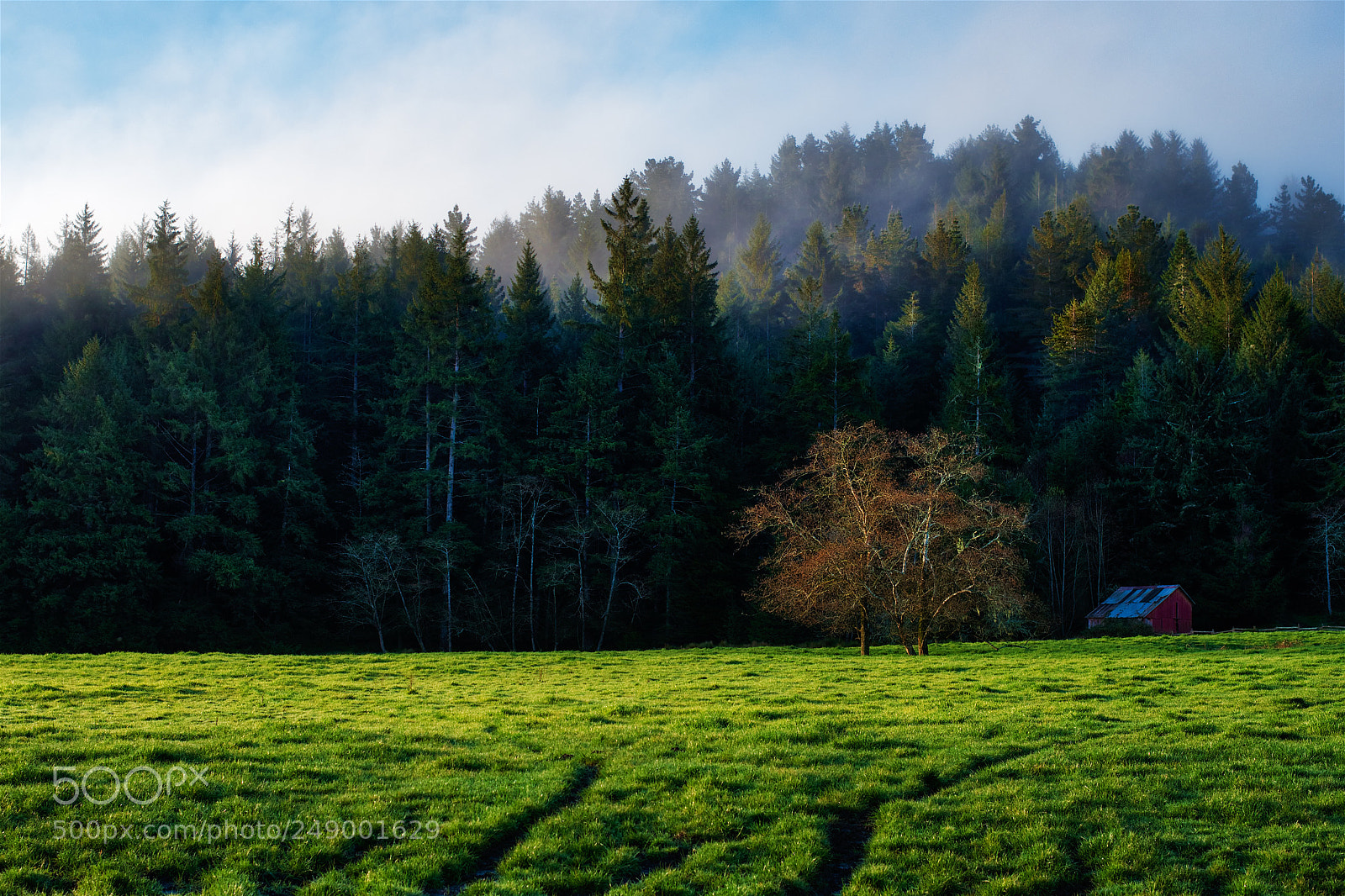 Nikon D800 sample photo. Springy photography