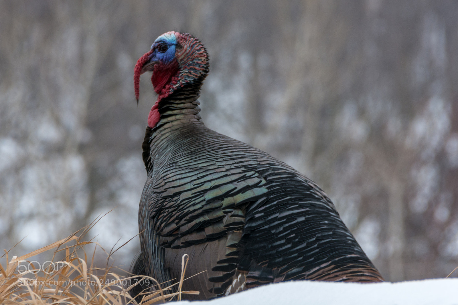 Nikon D7100 sample photo. Wild turkey.   photography