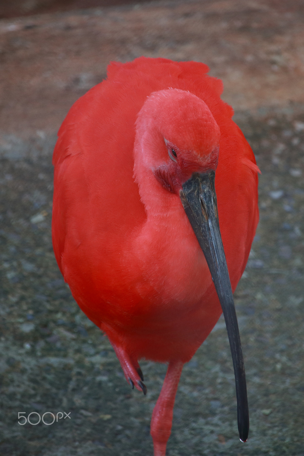 Canon EF-S 55-250mm F4-5.6 IS STM sample photo. Scarlet ibis photography