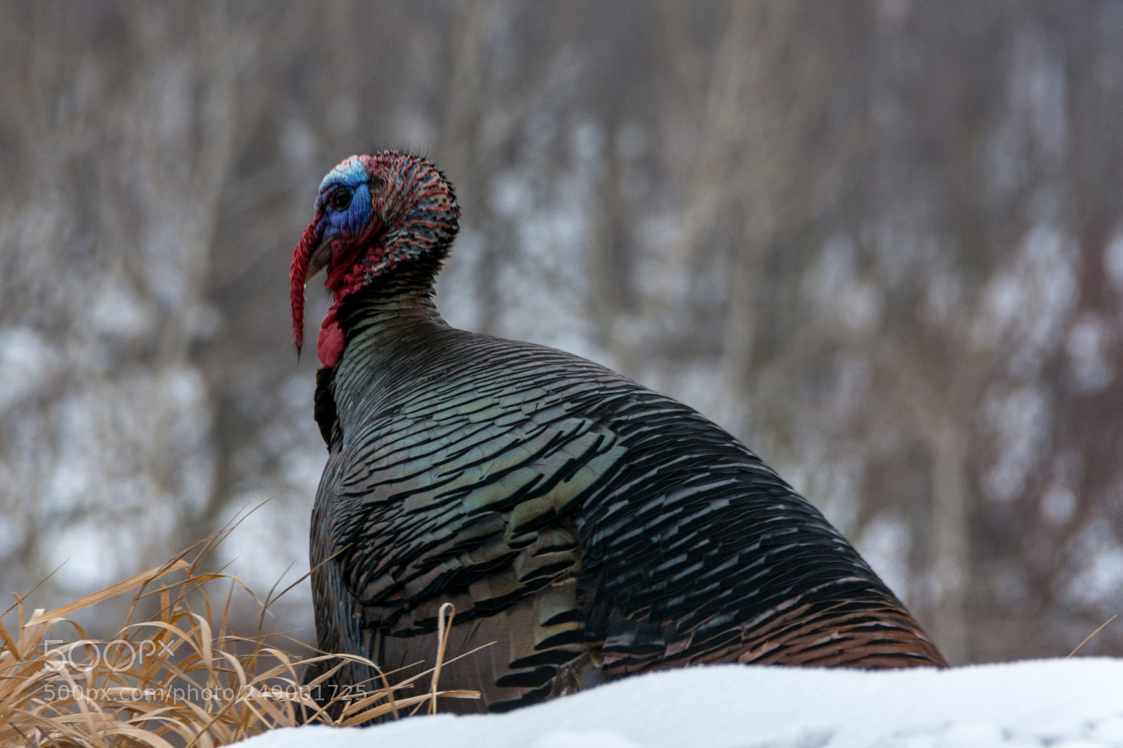 Nikon D7100 sample photo. Wild turkey.   photography