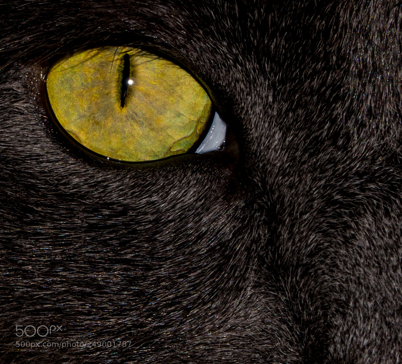 Nikon D5500 sample photo. Cats eye photography
