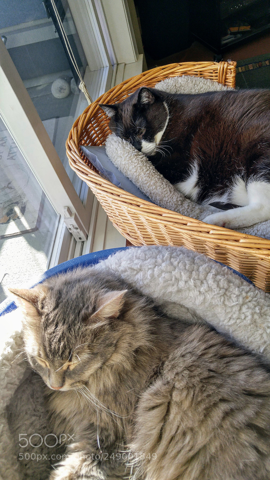 LG G4 sample photo. Doing what cats do photography