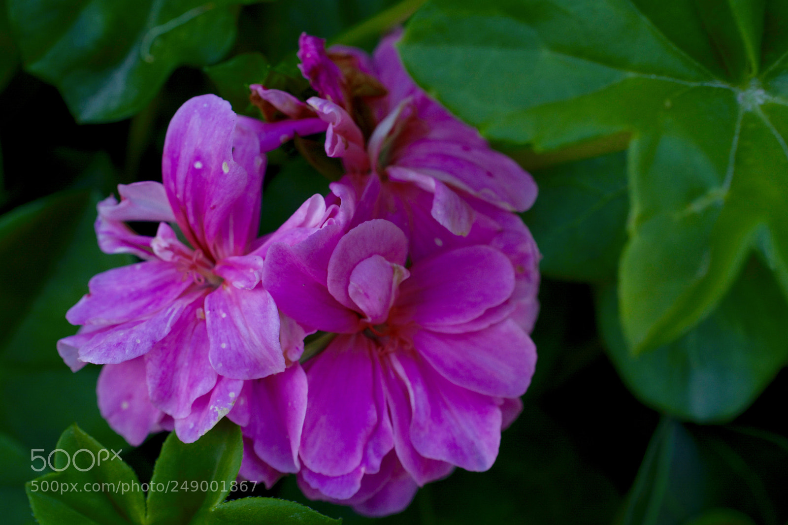 Nikon D5200 sample photo. Cute photography