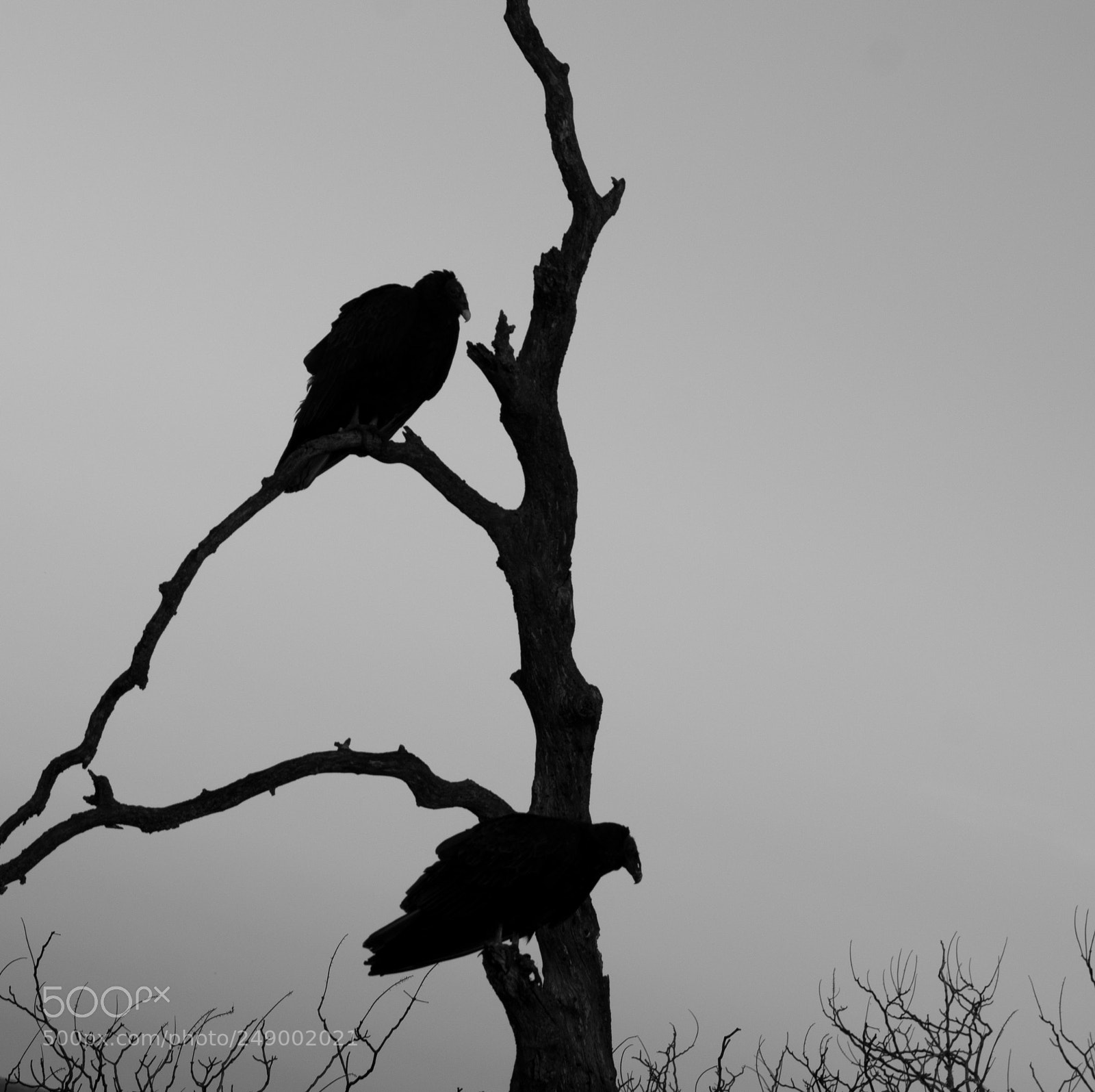 Pentax K-3 II sample photo. Knights ferry vultures photography