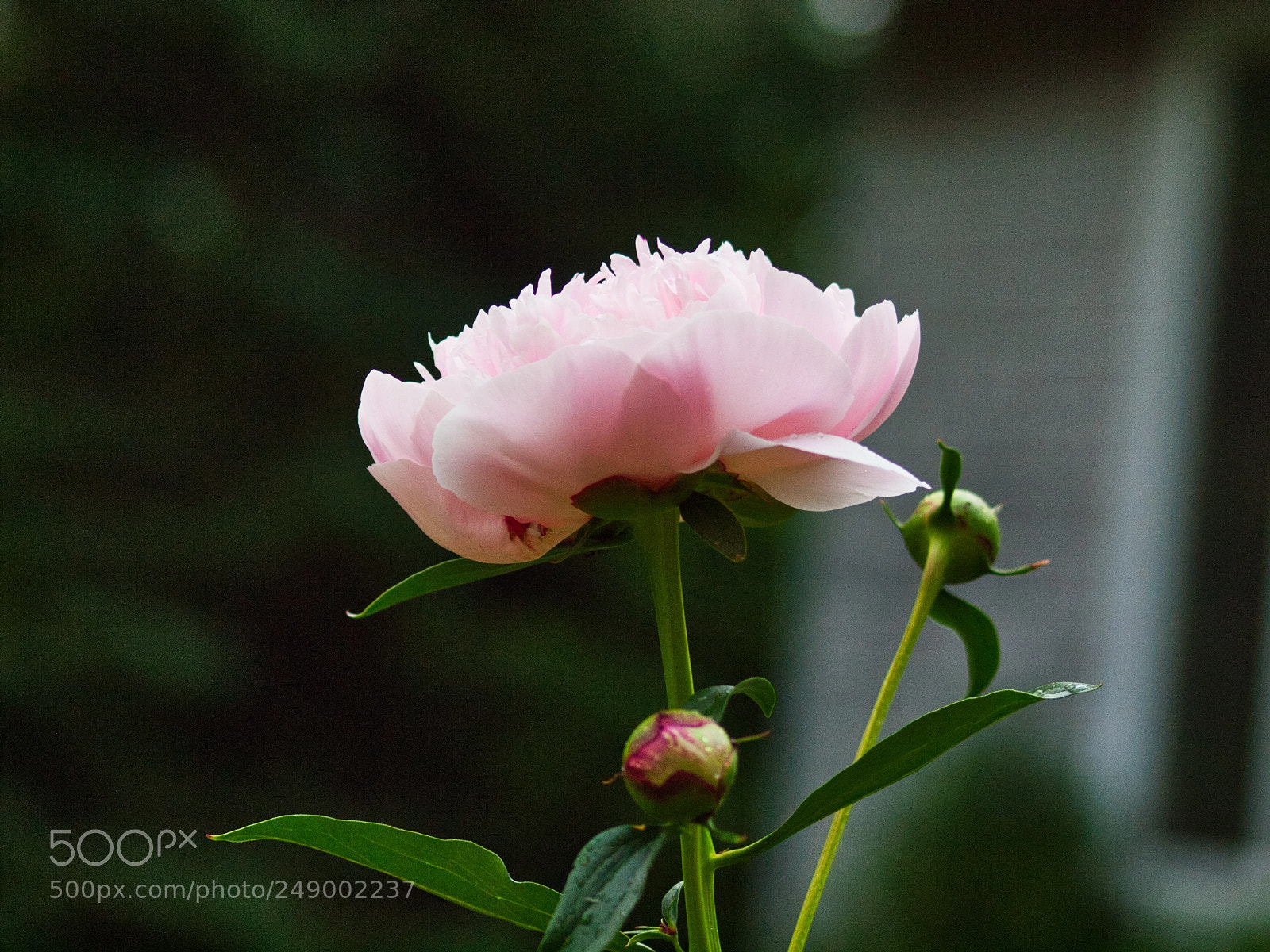 Olympus E-620 (EVOLT E-620) sample photo. Pink and delicate photography