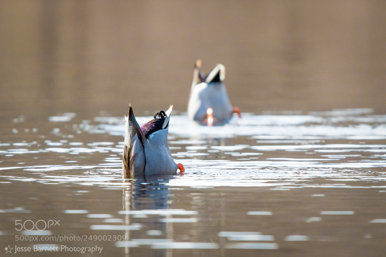 Nikon D500 sample photo. Oak knoll wildlife sanctuary photography